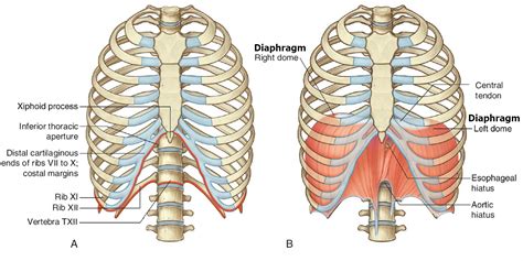 What’s the actual point of the diaphragm and how would  .
